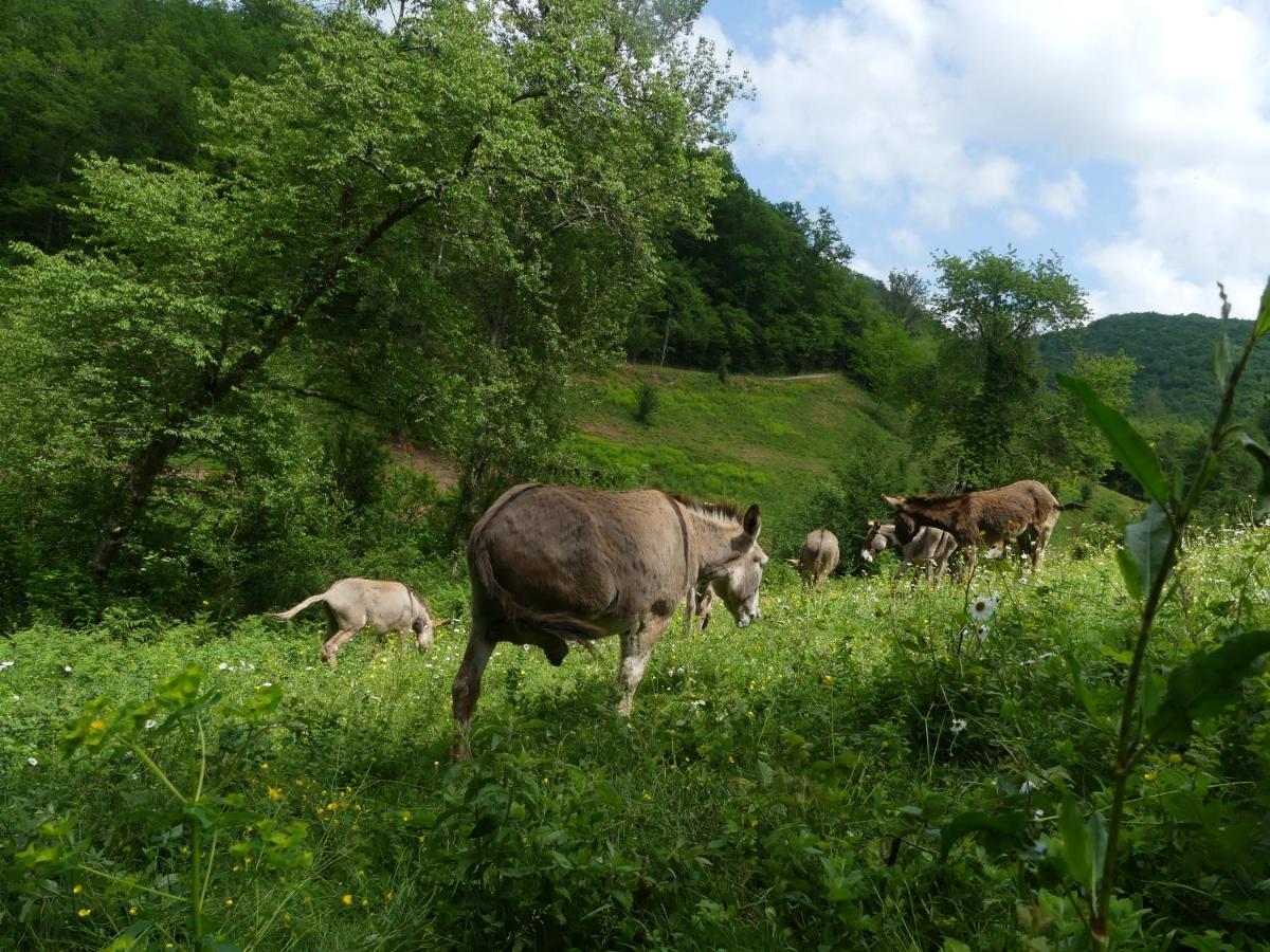 Source Nature Mas-d'Azil Εξωτερικό φωτογραφία