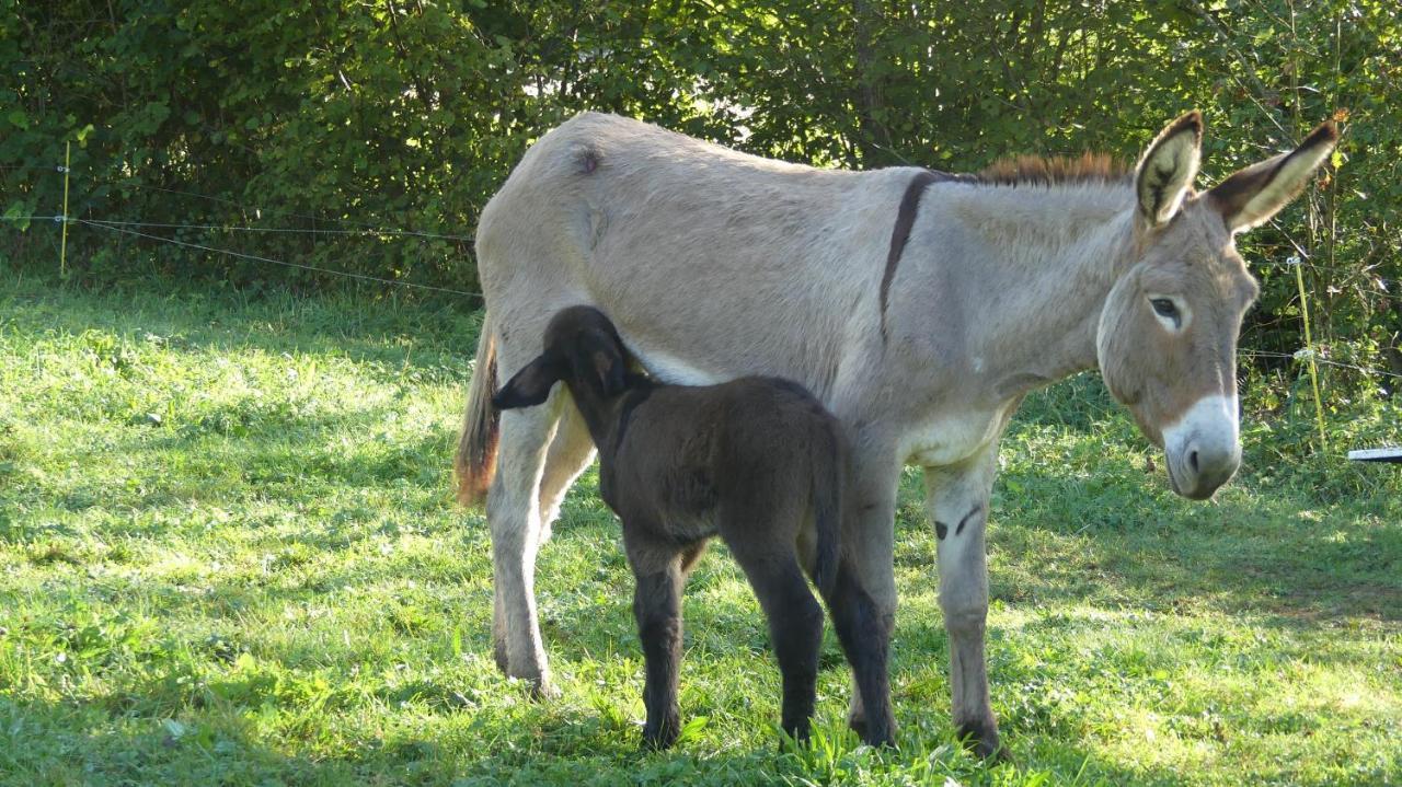 Source Nature Mas-d'Azil Εξωτερικό φωτογραφία